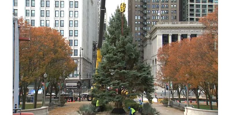 Chicago accepting nominations for official Christmas tree to light up Millennium Park