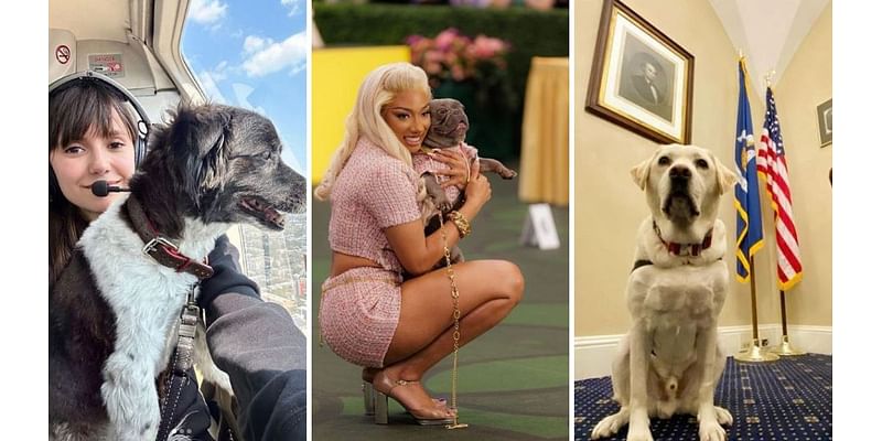 Meet the 'Nepo Pets' who earn more than the average Brit with one Instagram post