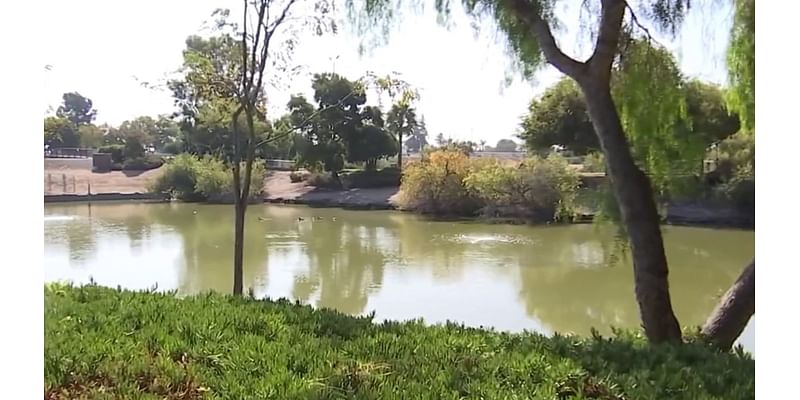 Cluster of dead ducks found floating in Milpitas park pond