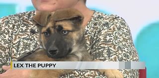 FURRY FRIDAY: Meet Lex the puppy