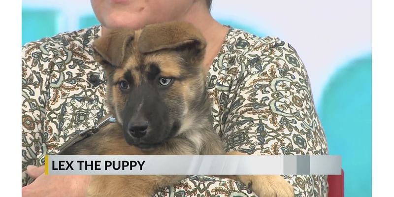 FURRY FRIDAY: Meet Lex the puppy