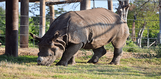 Oklahoma City Zoo welcomes 5-year-old Indian rhino