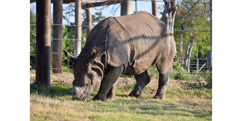 Oklahoma City Zoo welcomes 5-year-old Indian rhino