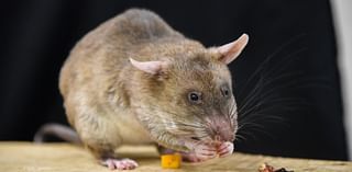 Maryland Zoo to get 2 special "HeroRATS"