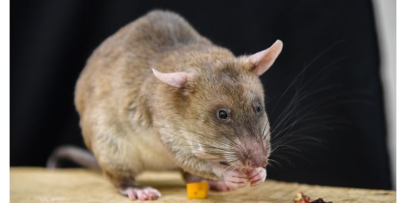 Maryland Zoo to get 2 special "HeroRATS"