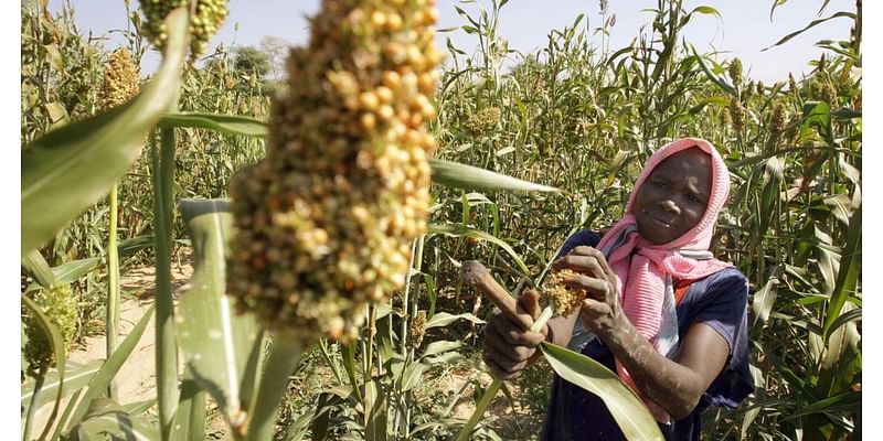 Sorghum: Next hipster food fad or gluten-free diabetes deterrent?