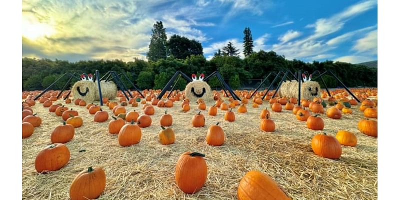 Fall Harvest Fest at Underwood Family Farms has wholesome charms aplenty