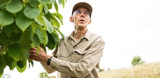 Pickin’ up pawpaws: Meet the Midwestern “tropical” fruit that thrives in Southeast Nebraska