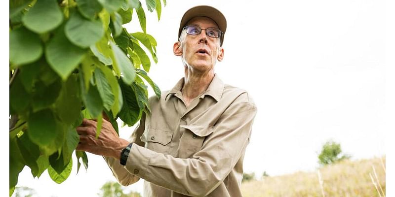 Pickin’ up pawpaws: Meet the Midwestern “tropical” fruit that thrives in Southeast Nebraska