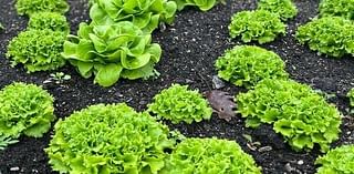 YARD AND GARDEN: Stretch out the growing season with fall planted salad greens