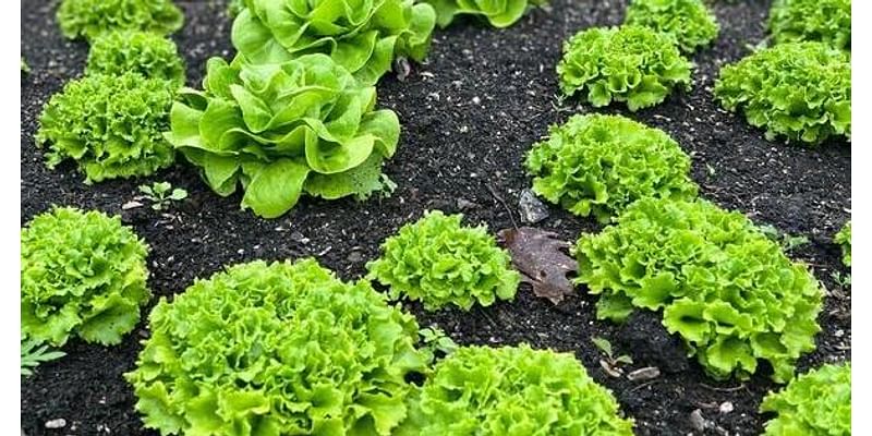 YARD AND GARDEN: Stretch out the growing season with fall planted salad greens