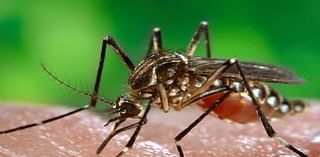 California Dengue Cases, Including in San Diego, Prompt Swift Response From Public Health Officials