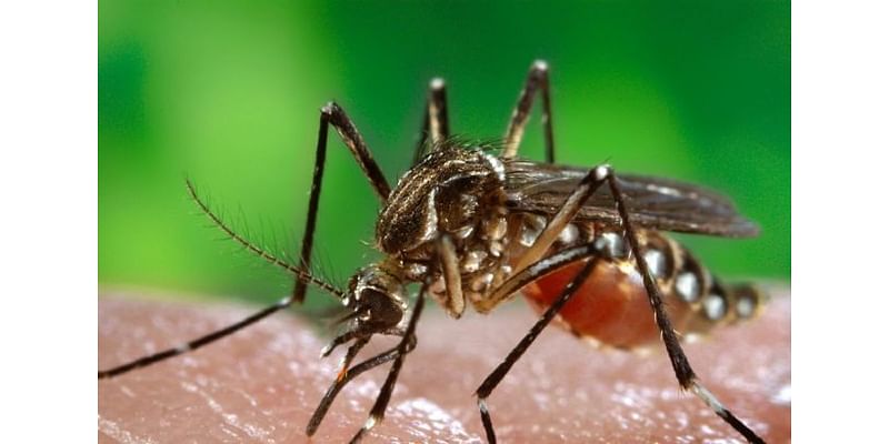 California Dengue Cases, Including in San Diego, Prompt Swift Response From Public Health Officials