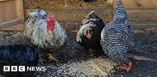 Ouseburn Farm gifted £1.9k in donations after chicken thefts