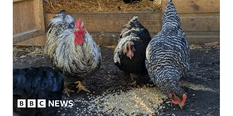 Ouseburn Farm gifted £1.9k in donations after chicken thefts