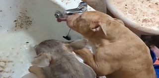 Abandoned dehydrated dogs drink continuously for minutes