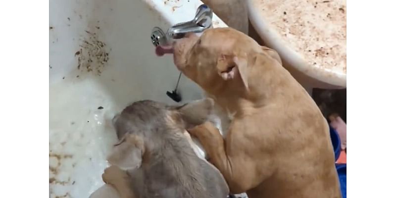 Abandoned dehydrated dogs drink continuously for minutes