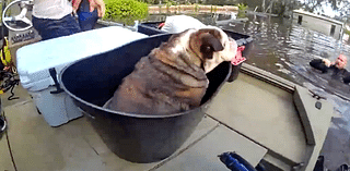 Watch: Officers use bucket to rescue bulldog trapped in flooded home after Hurricane Milton