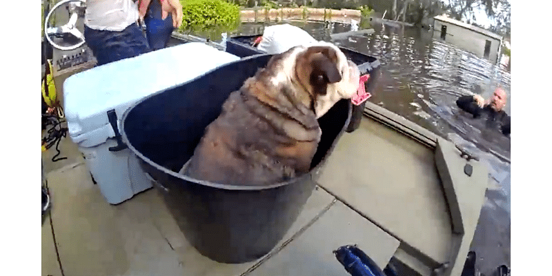 Watch: Officers use bucket to rescue bulldog trapped in flooded home after Hurricane Milton