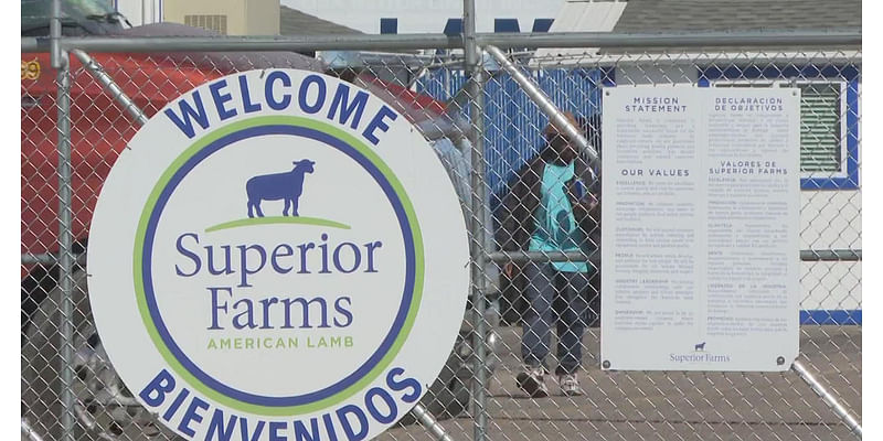 Denver voters will be asked whether to ban slaughterhouses in the city