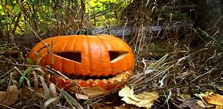 Where To Pick Pumpkins Near Shelton This Fall