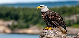 Nov. 23: MAC Nature Center Bald Eagle Hike