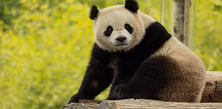 Local philanthropist pledges $10 Million to the Smithsonian’s Giant Panda Program