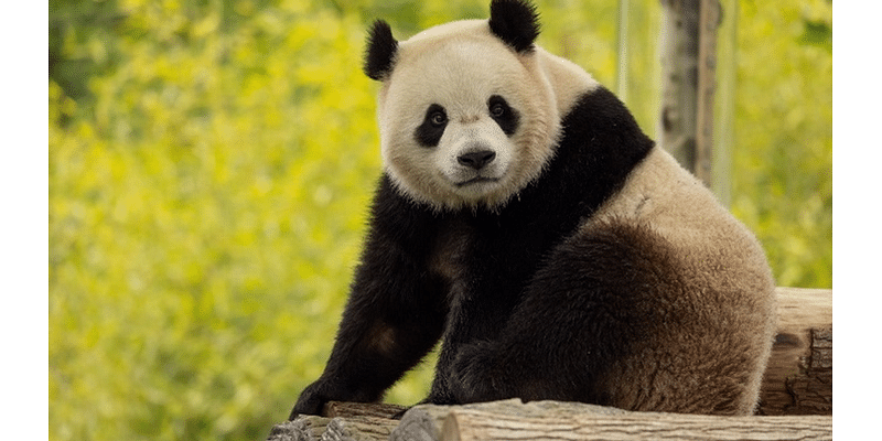 Local philanthropist pledges $10 Million to the Smithsonian’s Giant Panda Program