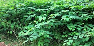 How one homeowner's decision to plant japanese knotweed in their garden caused the creeping menace to spread through neighbouring counties to form one of Britain's biggest hot spots