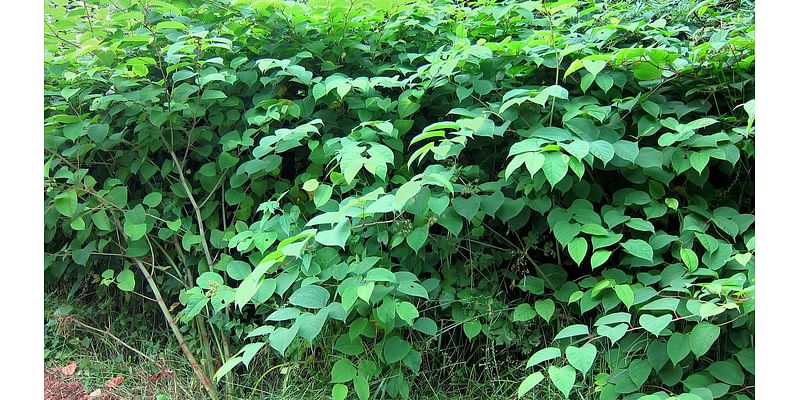 How one homeowner's decision to plant japanese knotweed in their garden caused the creeping menace to spread through neighbouring counties to form one of Britain's biggest hot spots