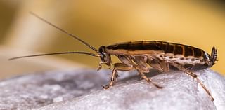 More pests at the Beeb! BBC blasted for food hygiene after inspectors find COCKROACHES in canteen used by stars including Alex Jones, Zoe Ball and Vernon Kay