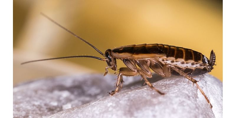 More pests at the Beeb! BBC blasted for food hygiene after inspectors find COCKROACHES in canteen used by stars including Alex Jones, Zoe Ball and Vernon Kay