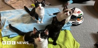 Bournemouth cat cafe gives a home to four new rescue kittens