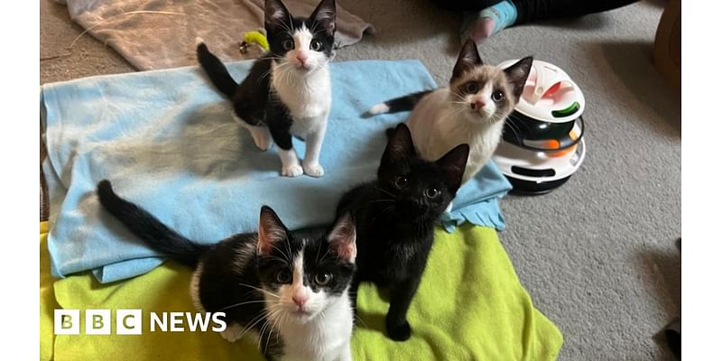 Bournemouth cat cafe gives a home to four new rescue kittens