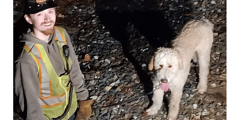 Koda the missing dog in Palmer reunited with family thanks to train conductors