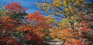 You won’t believe how beautiful these fall foliage spots are near Texas