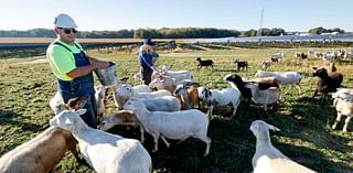 Madison Gas and Electric adds sheep to Fitchburg solar farm