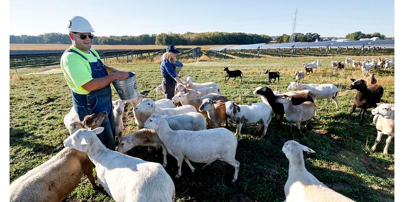 Madison Gas and Electric adds sheep to Fitchburg solar farm