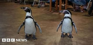 Penguins make wish come true at King's Lynn care home anniversary