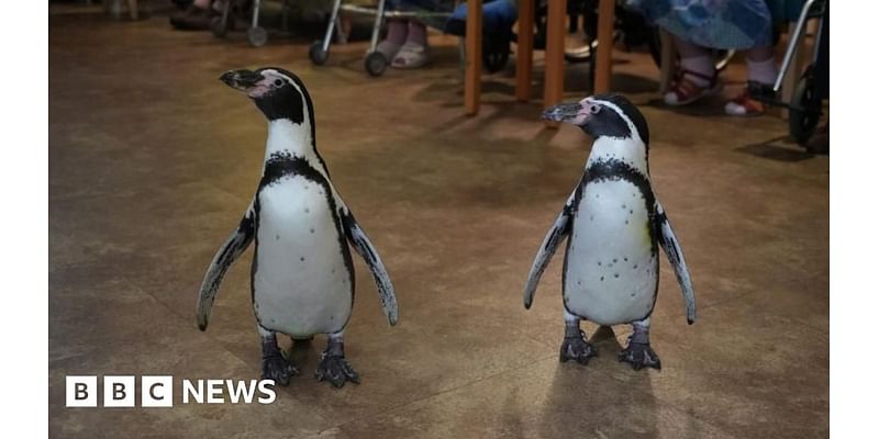 Penguins make wish come true at King's Lynn care home anniversary