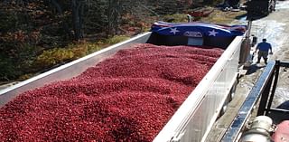 Maine’s surviving cranberry farms finally expect a bumper season