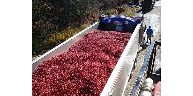 Maine’s surviving cranberry farms finally expect a bumper season