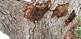 Neil Sperry: Decaying wood in trunk sign tree is beginning to lose strength