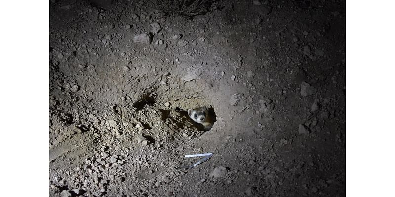 'Little vampires': Wildlife agencies release 10 black-footed ferrets in northern Arizona