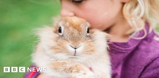 'Rabbits aren't easy starter pets for children'