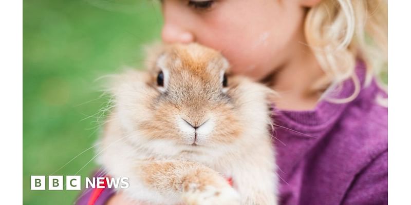 'Rabbits aren't easy starter pets for children'