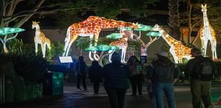 LA Zoo Lights will celebrate holidays with lantern sculptures and lights