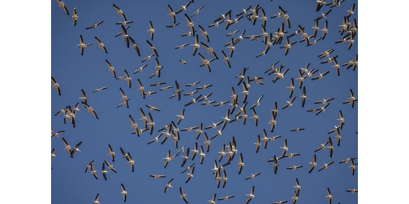 Nature pays price for war in Israel's north