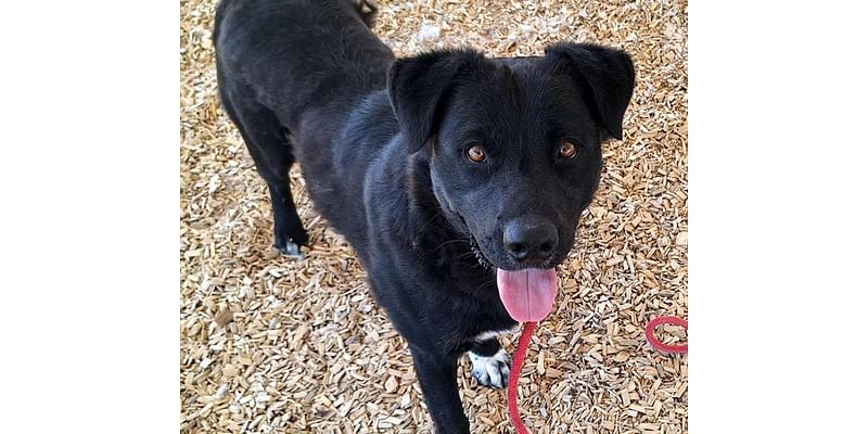 City of Albuquerque animal shelters near capacity