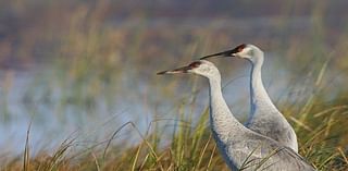 Study committee on sandhill cranes fine tunes legislative proposals in penultimate meeting